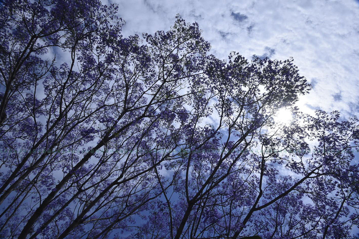 https://raracms.setopati.com/uploads/shares/2020/sujita/jacaranda/jacarranda (1).jpg